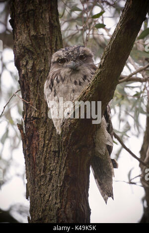 Australien Vögel Stockfoto