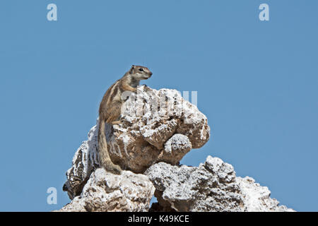 Barbary Erdhörnchen Atlantoxerus getulus Fuerteventura Kanarische Inseln Stockfoto