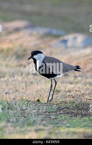 Sporn-winged Plover Vanellus Spinosus Hula-Israel Stockfoto