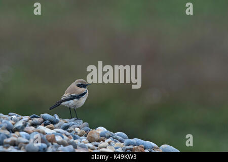 Wüste Steinschmätzer Oenanthe Bodendegradierung männlichen Vagrant Cley Norfolk Oktober 2016 Stockfoto