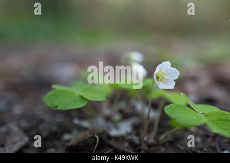 Sauerklee Oxalis Acetosella in Wäldern North Norfolk Vorfrühling Stockfoto