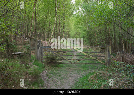 Weg durch Tudeley Woods RSPB Reserve in der Nähe von Pembury im zeitigen Frühjahr Stockfoto