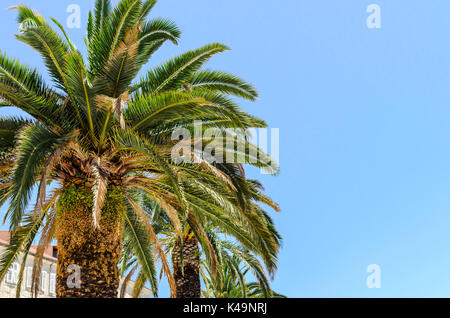 Palm Tree gegen einen wolkenlosen Himmel an einem Sommertag. Stockfoto