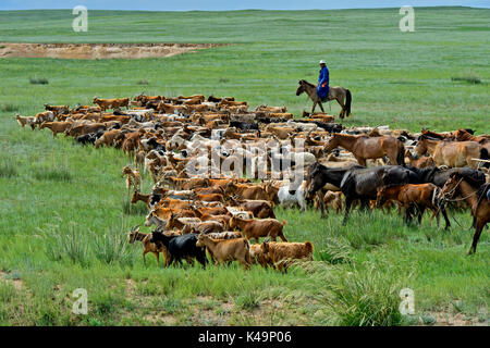 Eine Herde von Kaschmir Ziegen in der mongolischen Steppe, Dashinchilen, Bulgan Aimag, Mongolei Stockfoto