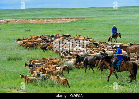 Eine Herde von Kaschmir Ziegen In der mongolischen Steppe, Mongolei Stockfoto