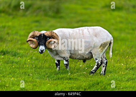 Scottish Blackface Schaf, Ram, Schottland, Vereinigtes Königreich Stockfoto