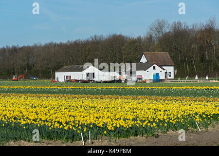 Blühende Narzissen im Bereich Bollenstreek, für die Produktion von Frühling Blumenzwiebeln, Niederlande bekannt Stockfoto