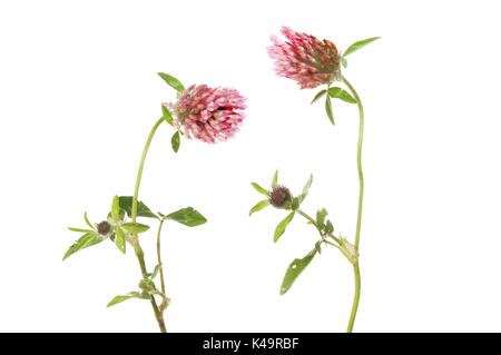 Rotklee Blüten, Trifolium pratense, gegen Weiße isoliert Stockfoto