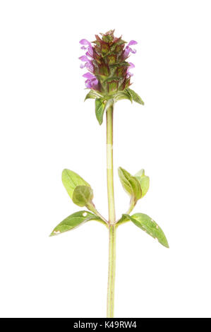 Selbst heilen, prunella vulgaris, Blumen und Blätter gegen Weiße isoliert Stockfoto