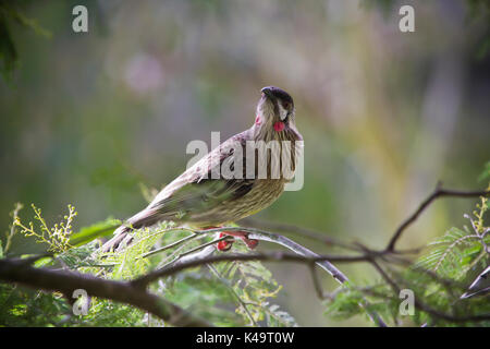 Australien Vögel Stockfoto