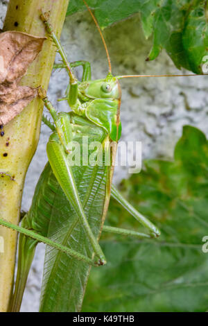 Weibliche Grüne Heuschrecke in der Sonne sitzen Stockfoto