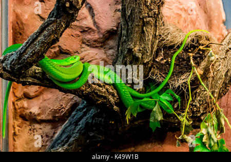 Western Green Mamba - Dendroaspis Viridis. Zwei westlichen Grüne Mambas (auch als West African Green Mamba bekannt) rollen auf einem Baum Stockfoto