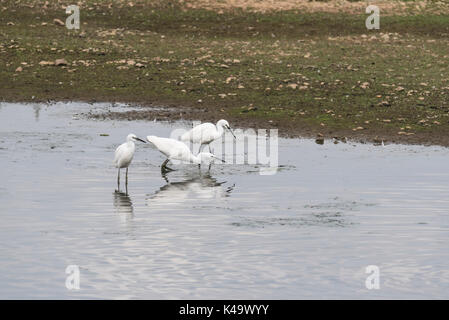 Drei Nahrungssuche wenig Silberreiher (Egretta garzetta) Stockfoto