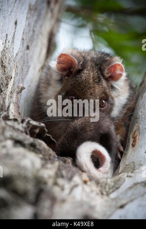 Australische Bürste - Schwanz possum Stockfoto