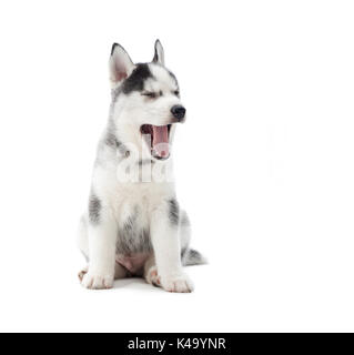 Cute Puppy Siberian husky Gähnen mit geöffnetem Mund. Stockfoto