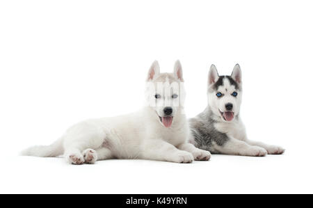 Zwei Welpen der sibirischen Husky ruht auf dem Boden nach der Aktivität. Stockfoto