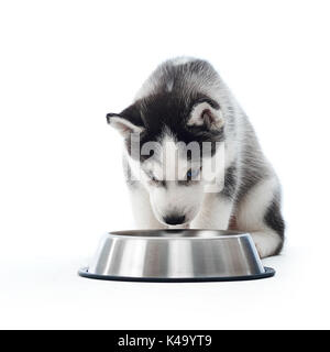 Welpen von grauen sibirischen husky Trinkwasser aus Silber Platte. Stockfoto