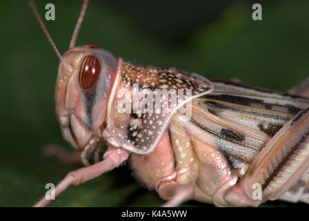 Desert locust, Schistocerca gregaria, Erwachsene mit voll ausgebildete Flügel, Wachstum, gesellige Form, in der Nähe des Gesichts, Porträt Stockfoto