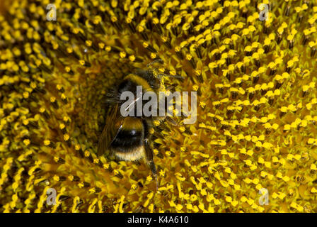 Buff Tailed Bumble Bee, Bombus terrestris, Bestäubung, nectaring auf Blume, Sonnenblume Stockfoto