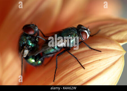 Greenbottle Fliegen, Lucilia Caesar, paar Paarung, auf Blume Stockfoto