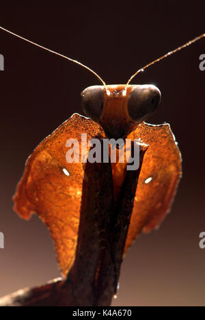 Tote Blatt Mantis, Deroplatys lobata, Portrait, grüne Farbe, große Augen Stockfoto