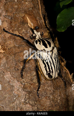 Goliath Käfer, Goliathus orientalis, in der Congos und Tansania Cetoniinae Coleoptera Goliathini Scarabaeidae Tier käfer insekt größte Livi gefunden Stockfoto