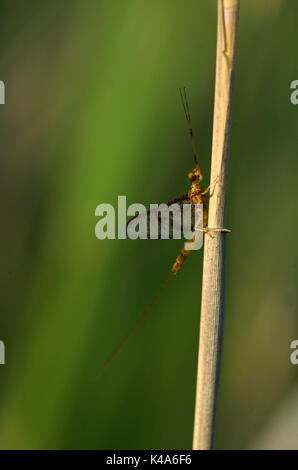 Nach Mayfly, Ephemera danica, ruht auf Gras Stammzellen nach, die sich aus Larven, Provence Stockfoto