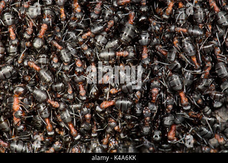 Waldameisen, Formica Rufa, Blean Wald, Kent, teilweise aufgedeckt Nest, Arbeiter die Gruppierung von Larven zu schützen, Stockfoto