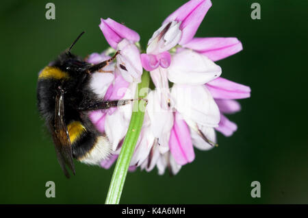 Buff Tailed Bumble Bee, Bombus terrestris, auf Krone vetch, coronilla Varia, rosa und weißen Blüten, Fütterung, Nektar Stockfoto