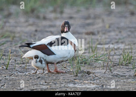 Eine weibliche Brandente, Tadorna tadorna mit Küken Cley Norfolk Wildlife Trust finden, North Norfolk UK Stockfoto