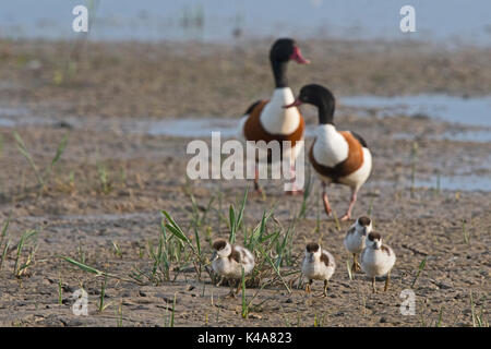 Ein männlicher Brandente, Tadorna tadorna Escorts Küken über das Kratzen an cley Norfolk Wildlife Trust finden, North Norfolk UK Stockfoto