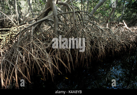 Mangrove Lagune oder Sumpf, Insel Margarita, Venezuela, mit Wurzeln in Wasser, Bäume und Sträucher, die in der Saline Lebensräume an der Küste in den Tropen wachsen Stockfoto