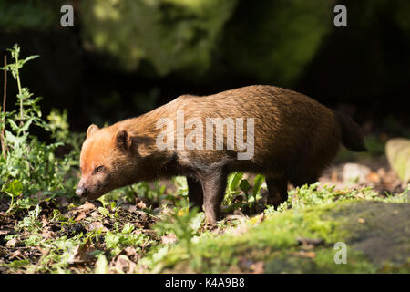 Bush Hund, Speothos venaticus, Südamerika, Captive, Mitglieder der Hund der Familie. Sie erzeugen einen starken Duft, der Essig ähnelt. Lokale Spitznamen Stockfoto