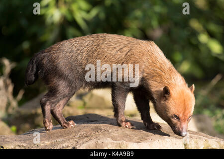 Bush Hund, Speothos venaticus, Südamerika, Captive, Mitglieder der Hund der Familie. Sie erzeugen einen starken Duft, der Essig ähnelt. Lokale Spitznamen Stockfoto