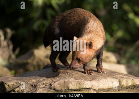 Bush Hund, Speothos venaticus, Südamerika, Captive, Mitglieder der Hund der Familie. Sie erzeugen einen starken Duft, der Essig ähnelt. Lokale Spitznamen Stockfoto