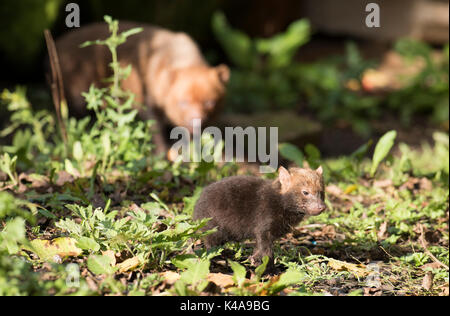 Bush Hund, Speothos venaticus, Südamerika, Captive, jungen Hund, der Hund der Familie. Sie erzeugen einen starken Duft, der Essig ähnelt. Lokale Stockfoto