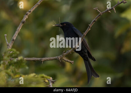 Fork-tailed drongo (Dicrurus adsimilis), Bogani Private Game Reserve, Mpumalanga, Südafrika Stockfoto