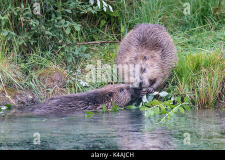 Zwei europäische Biber (Castor Fiber), Damm- und junge Tier bei der Bank Grenze, Fütterung, Oberösterreich, Österreich Stockfoto