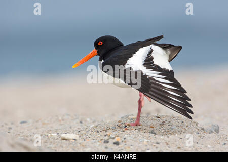 Eurasischen Austernfischer (Haematopus ostralegus), Stretching Flügel, Nordseeküste, Schleswig-Holstein Wattenmeer Stockfoto