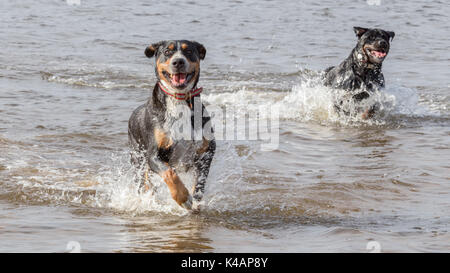 Zwei Hunde Spaß im Wasser Stockfoto