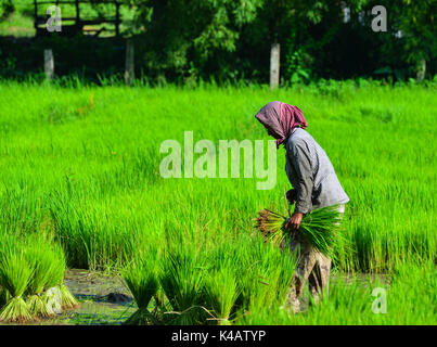 Eine Giang, Vietnam - Sep 2, 2017. Ein Khmer Frau arbeiten an Reis in einem Feld Giang, Vietnam. Eine Giang liegt im südwestlichen Teil des Landes Stockfoto