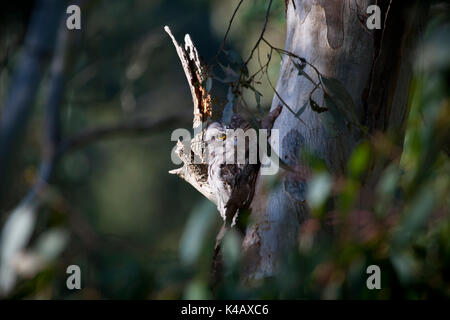 Australien Vögel Stockfoto