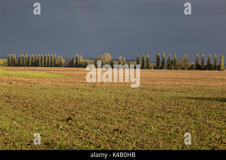 Herbst im Oderbruch, im östlichen Teil von Deutschland Stockfoto