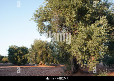 Tausend Jahre alten Olivenbaum in Conversano, in der Nähe von Ostuni, Apulien Italien Stockfoto