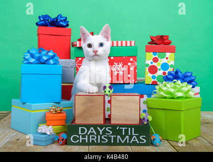 Eine flauschige weiße Katze mit Heterochromia, odd-eyed, sitzen auf den braunen Boden von bunten präsentiert mit Bogen umgeben. Spielzeug Mäuse und Countdown Stockfoto