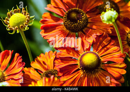 Orange Helenium 'Kupferziegel' Blumen, Schneezew Stockfoto