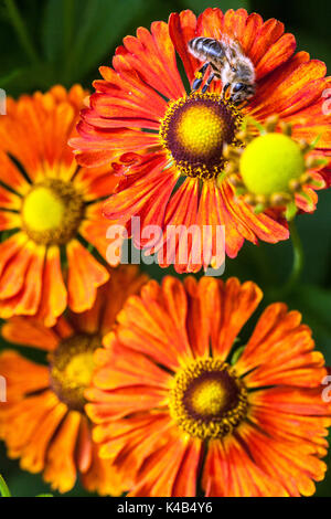 Honigbiene auf Blume Helenium orange 'Kupferziegel' Blumen, Helens Blume Stockfoto