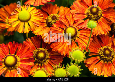 Helenium 'Kupferziegel' Blumen, Sneezeweed Stockfoto