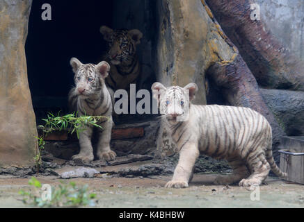 Jinan, Provinz Shandong in China. 6. Sep 2017. Tiger Drillinge Treffen der Öffentlichkeit Jinan Zoo in Jinan, der Hauptstadt der ostchinesischen Provinz Shandong, Sept. 6, 2017. Cong Cong, eine 6-jährige Bengal Tiger Mutter, gebar die Drillinge, einschließlich einer männlichen Cub und zwei weibliche weiße Tiger Cubs, am 25. Mai. Credit: Lyu Chuanquan/Xinhua/Alamy leben Nachrichten Stockfoto