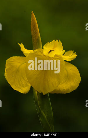 Gelbe Flagge Iris, Iris pseudacorus, von Gartenteich, Kent Blumen regen Wassertropfen Stockfoto